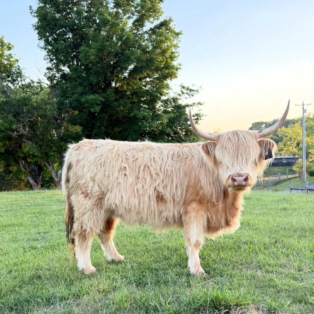 Adaptable to Tough Environments Highland Cow