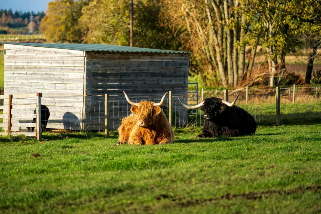 this img show black highland cow sit with red highland cow