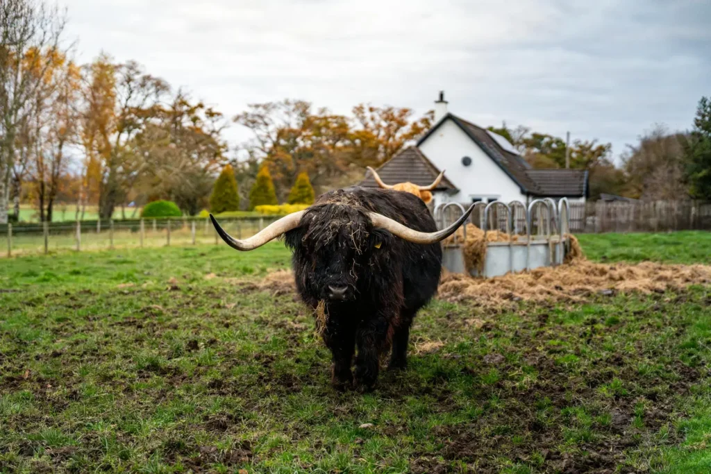 this img show black highland cow atand in farm and look at me