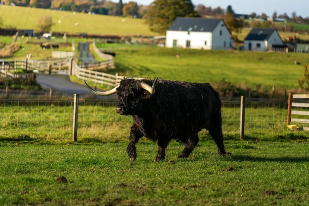 this img Black Highland Cow in farm