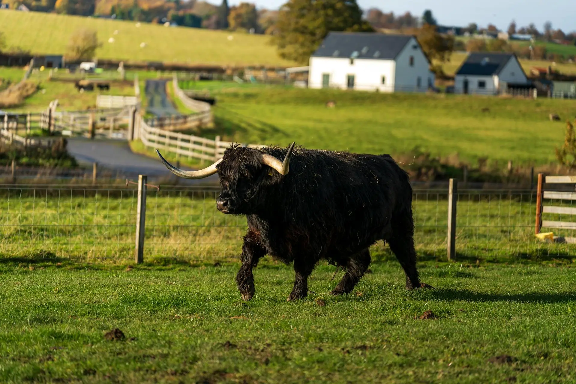 this img Black Highland Cow in farm