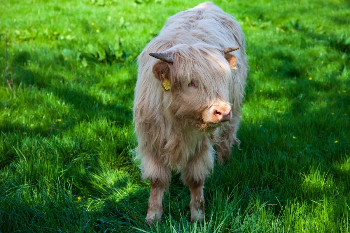 Close-Up of White Highland Cow Horns