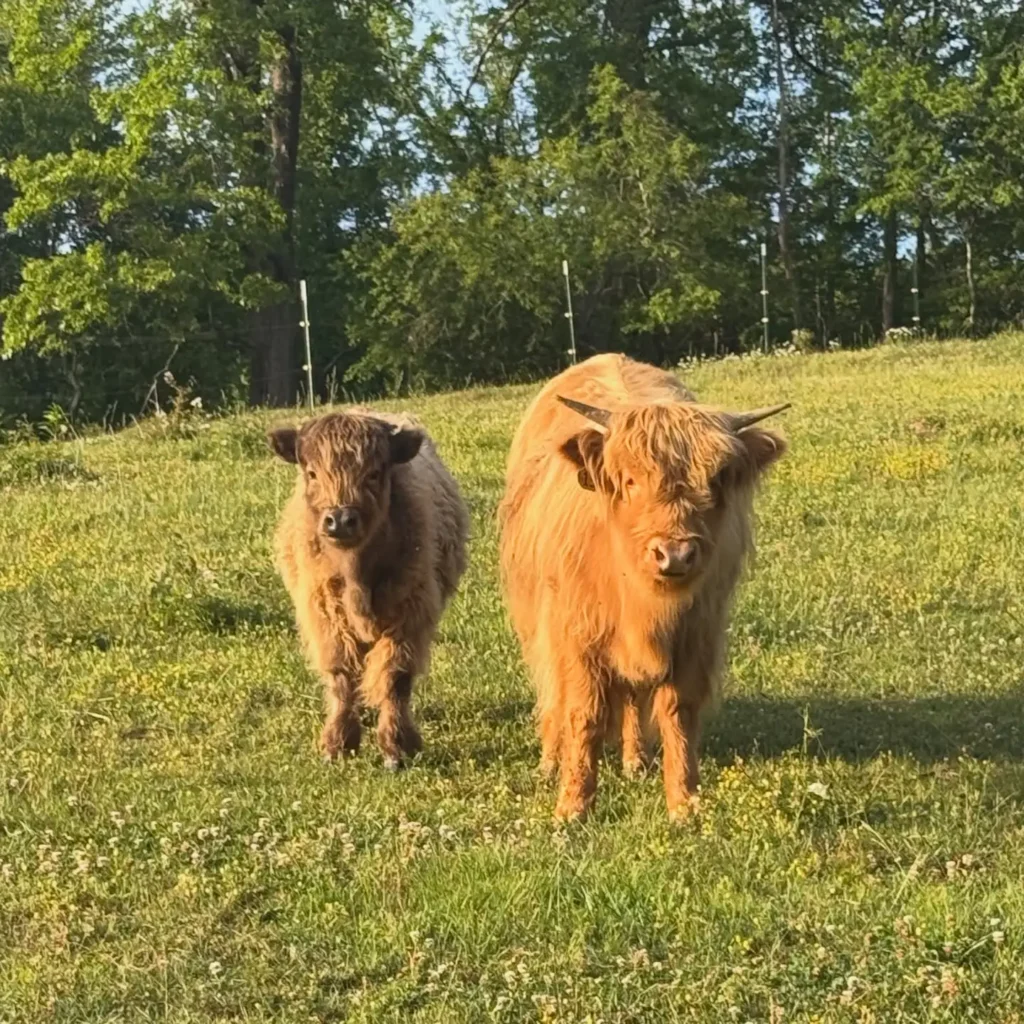 Efficient Breeders Highland Cow