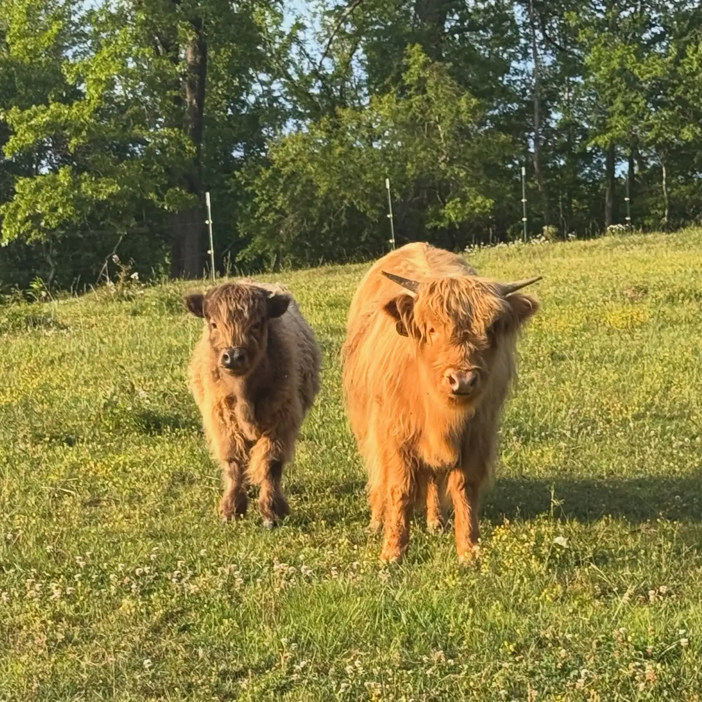 Efficient Breeders Highland Cow