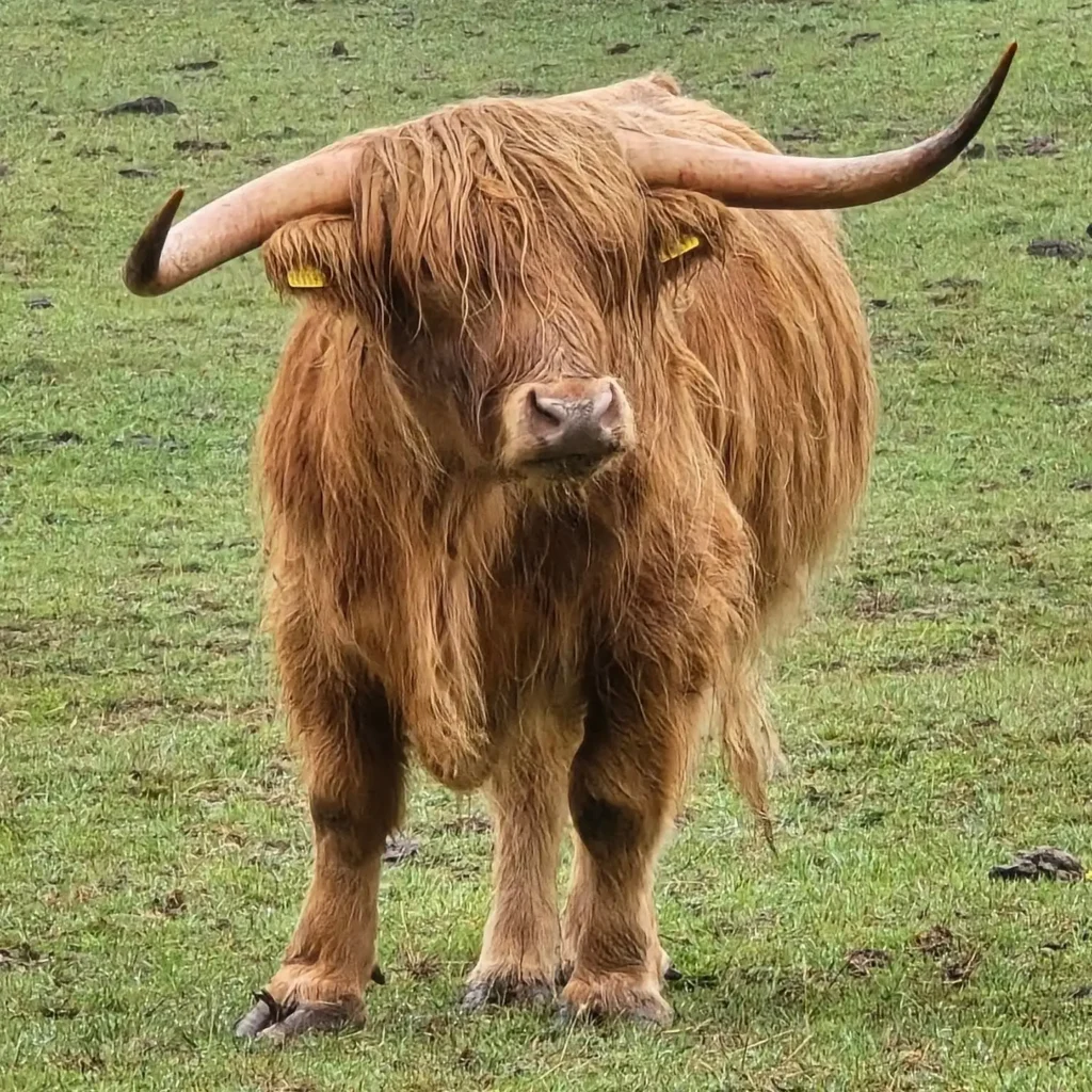 Excellent for Conservation Grazing Highland Cow