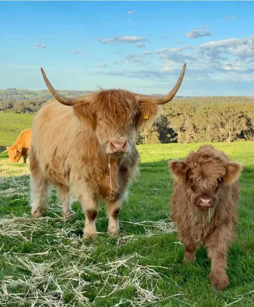 Gentle Nature Highland Cow