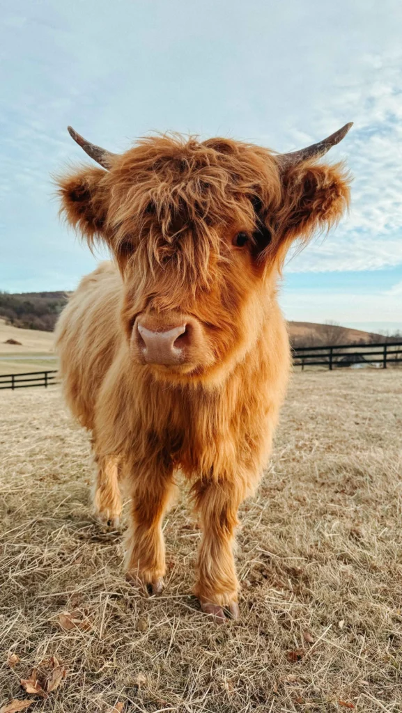 Hardy and Resilient Highland Cow