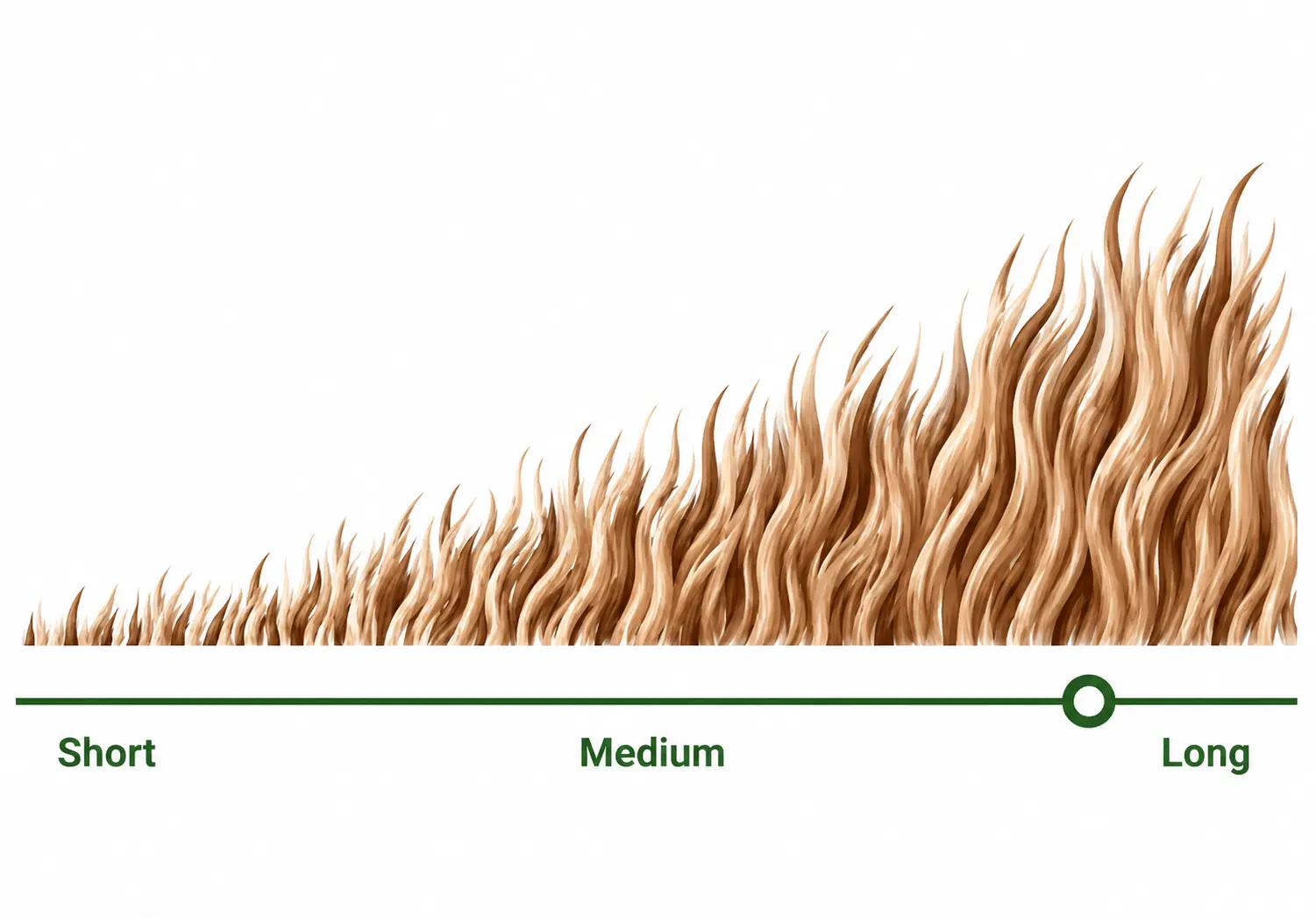 Highland Cow Coat Length Progression Scale