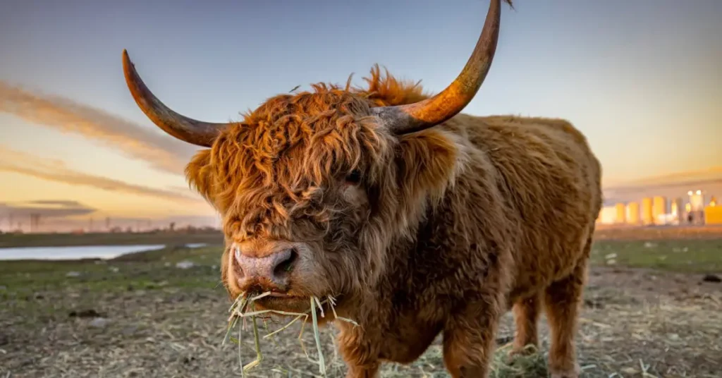 Highland Cow Meat Guide Uses, Benefits, and Where to Buy