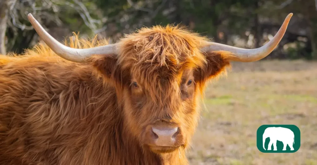 A calm and friendly Highland Cow with a gentle temperament, standing peacefully in a grassy field, showcasing its fluffy coat and majestic horns.