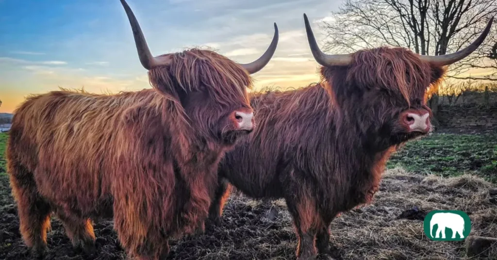A Highland Cow with long, shaggy fur and sweeping horns grazing peacefully in a lush green field under a cloudy sky.
