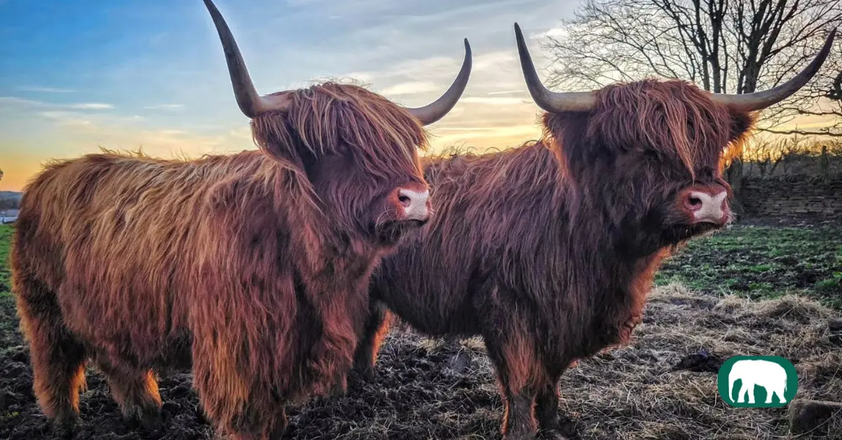 A Highland Cow with long, shaggy fur and sweeping horns grazing peacefully in a lush green field under a cloudy sky.
