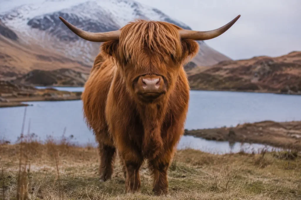 10 Reasons to Love Highland Cows: A Highland Cow with fluffy fur and sweeping horns in the serene Scottish Highlands, surrounded by rugged terrain and snow-capped mountains.