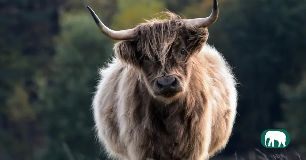 A group of Highland Cows standing together in a rugged landscape, with snow-capped mountains in the background.