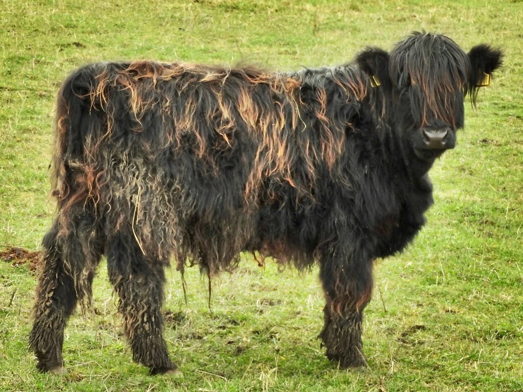 Highland cow brindle color