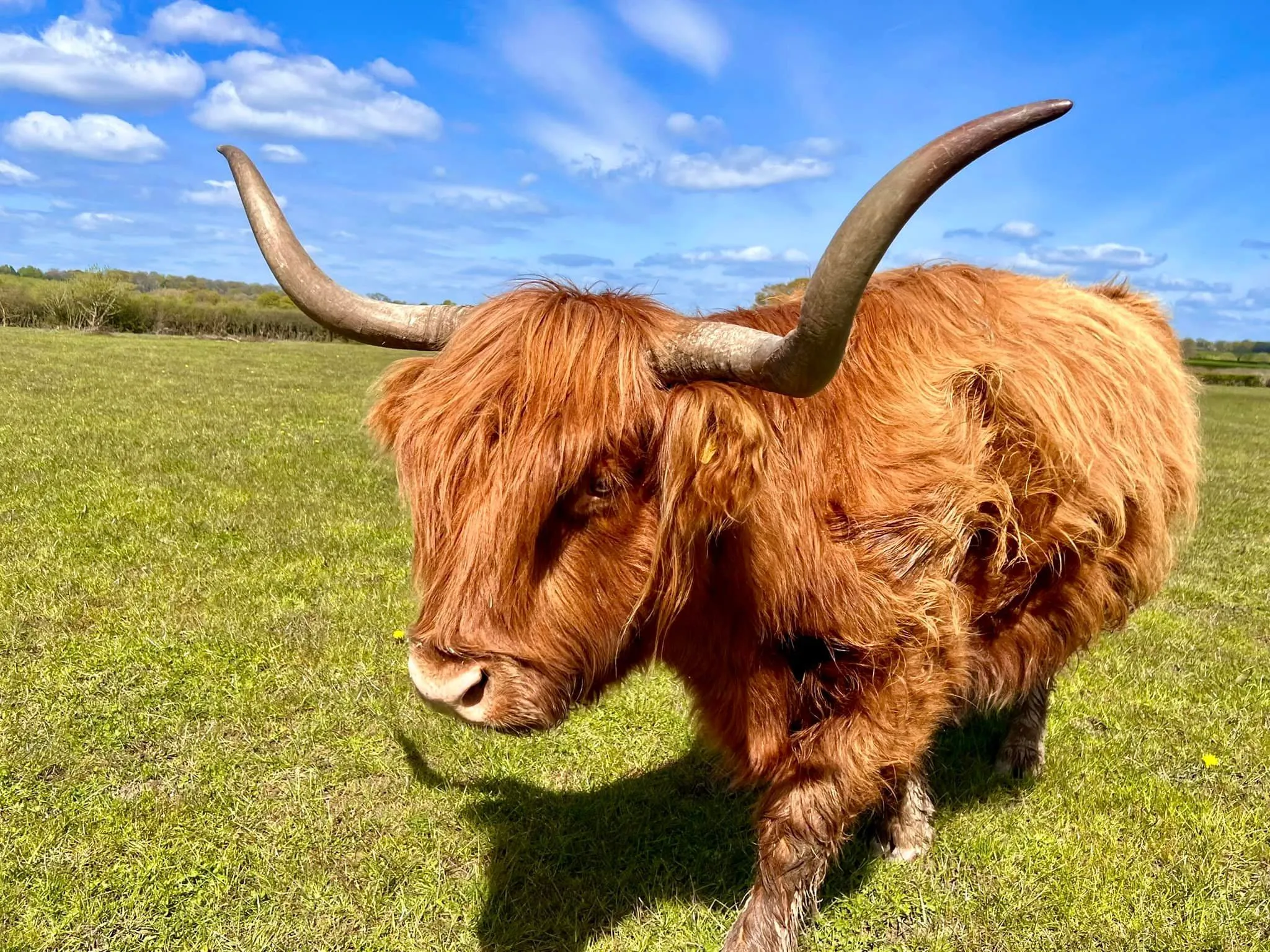 Highland cow ginger color