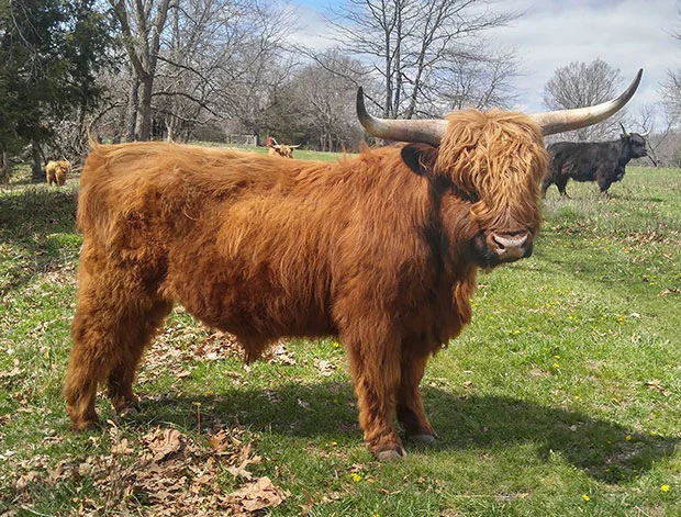 Highland cow reddish brown color