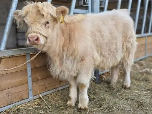 Highland cow white color