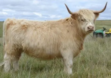 Highland cow yellow color