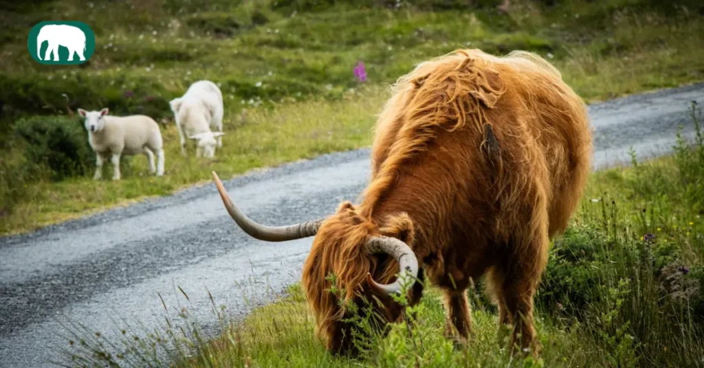 How Long Do Highland Cows Live do