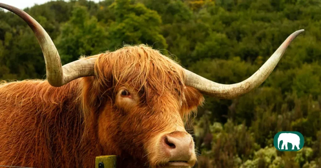 How Long Do Highland Cows Live do