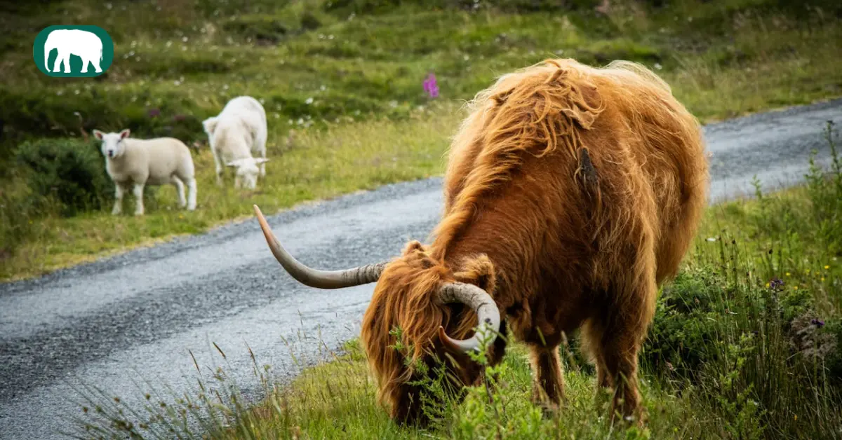 How Long Do Highland Cows Live do