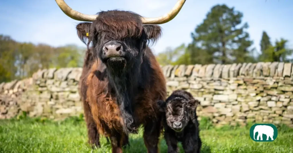 Black Highland cow with baby cow