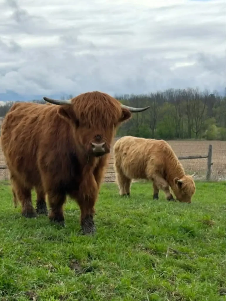 Low Maintenance Highland Cow