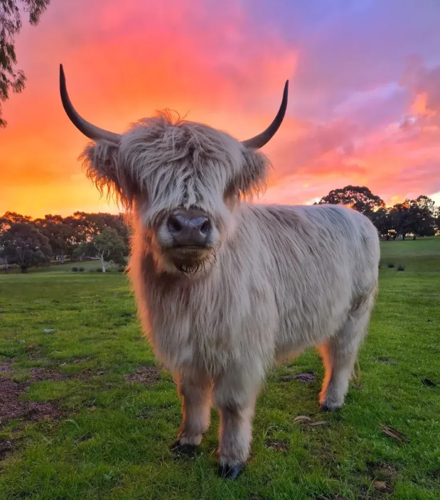 Natural Grazers Highland Cow