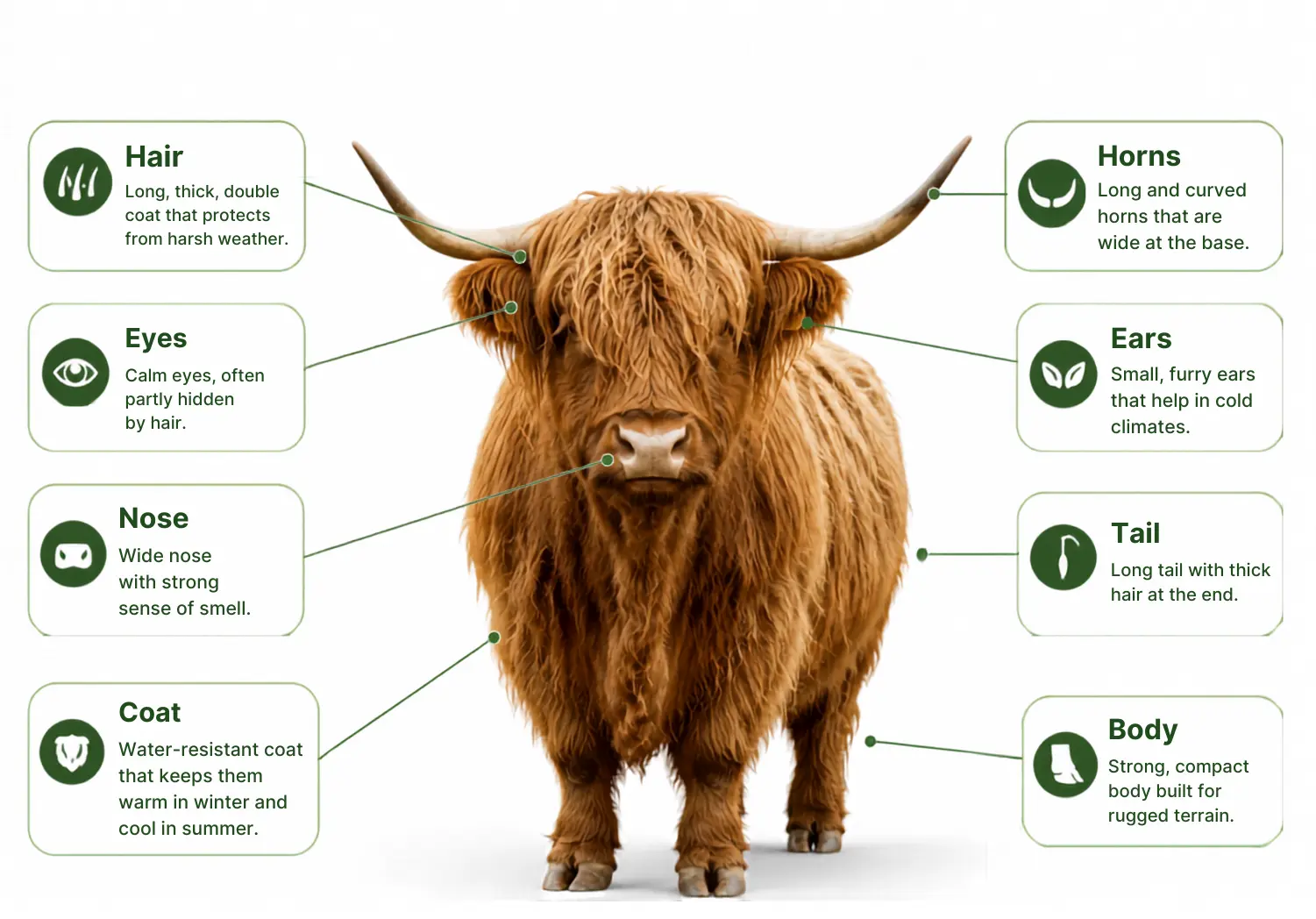 Size and Appearance Highland Cow