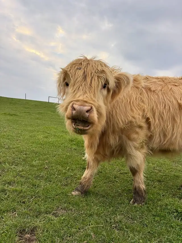 Sustainable Farming Highland Cow