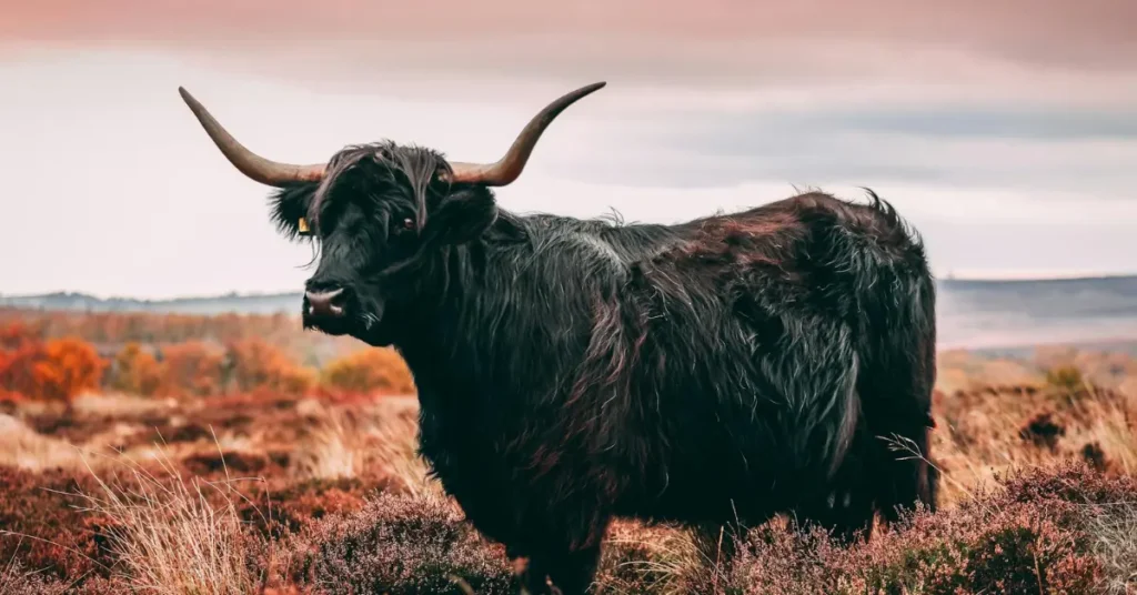 Top 6 Benefits of Owning a Black Highland Cow
