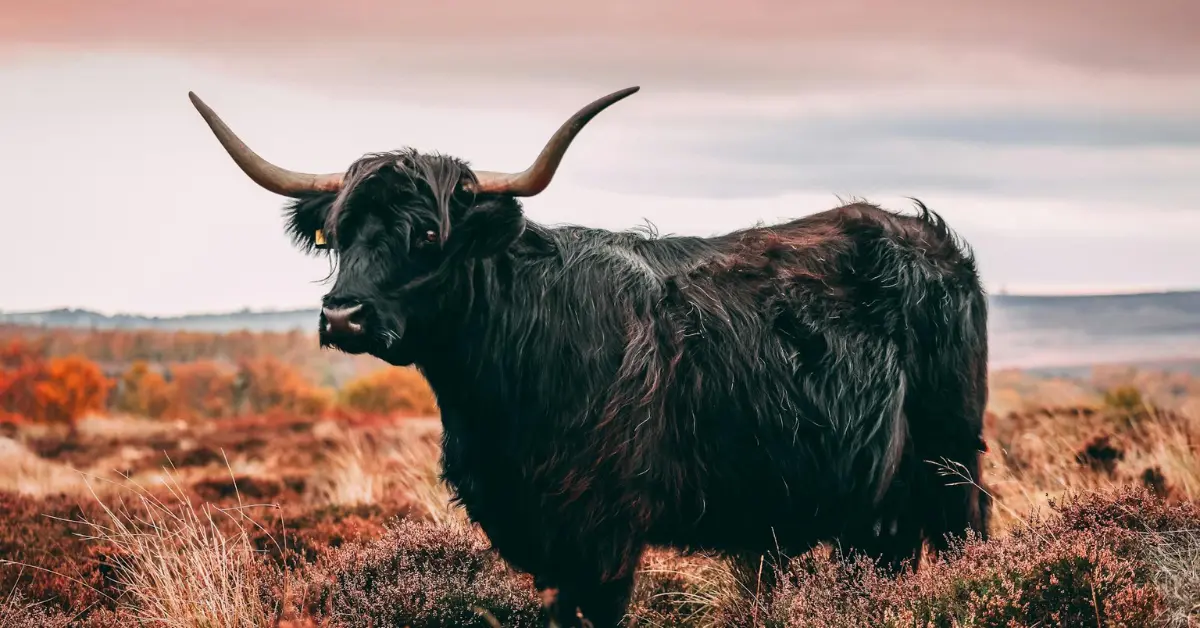 Top 6 Benefits of Owning a Black Highland Cow