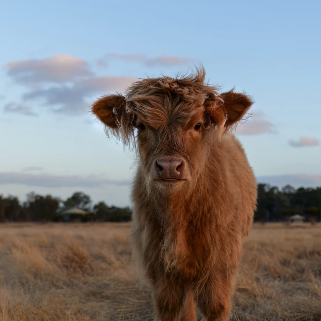 Tourist Attraction Highland Cow