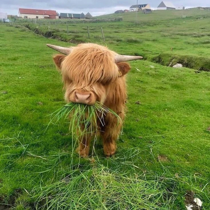 Unique Appearance Highland Cow