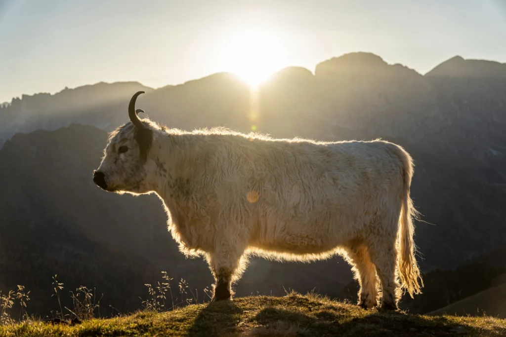 White Highland Cow Conservation Grazing