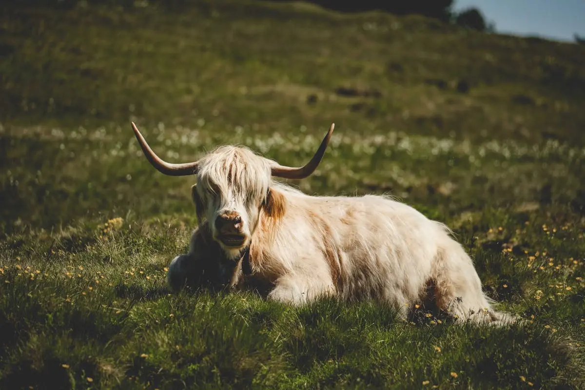 White Highland Cow Herd