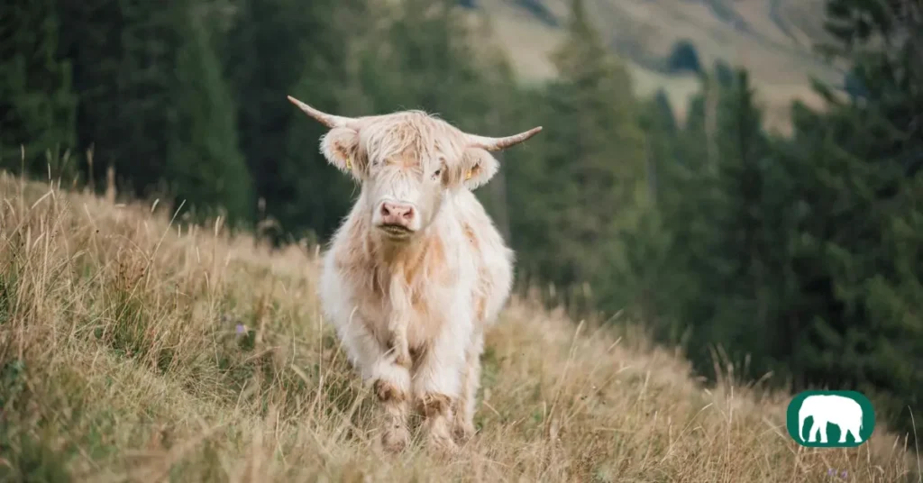 White Highland Cow in Scottish Highland