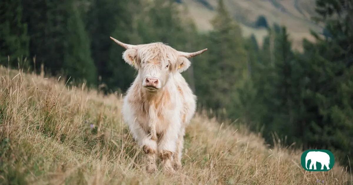 White Highland Cow in Scottish Highland