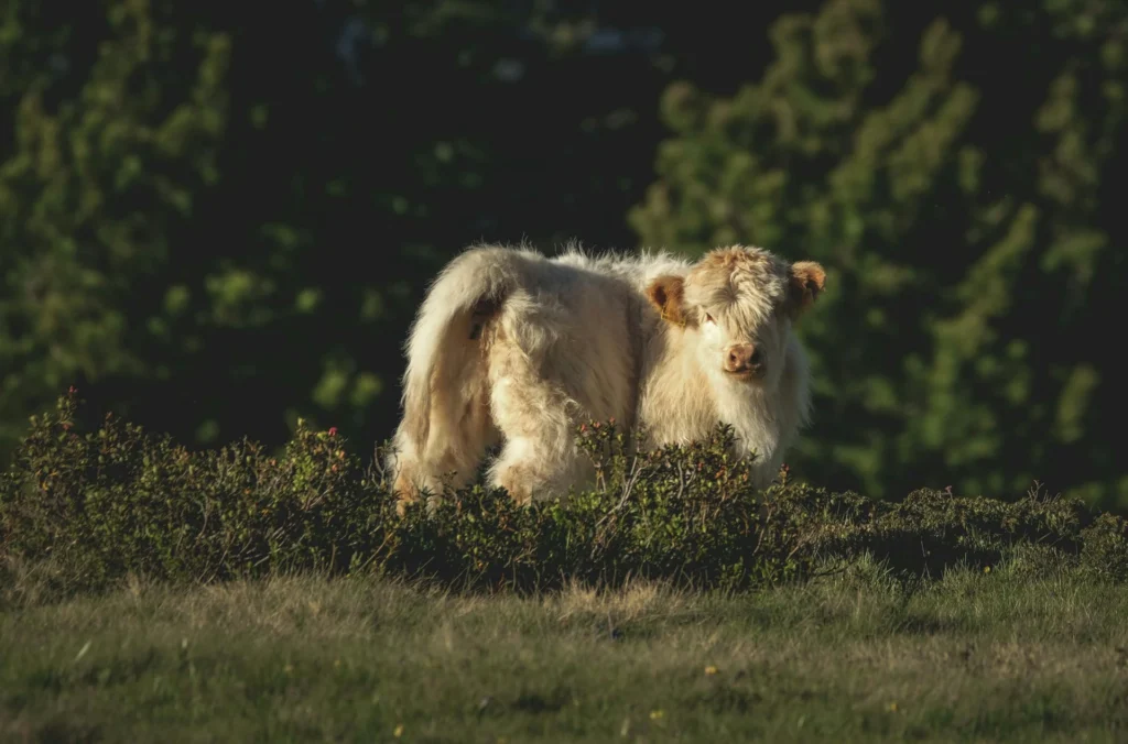 White Highland Cow with turn me