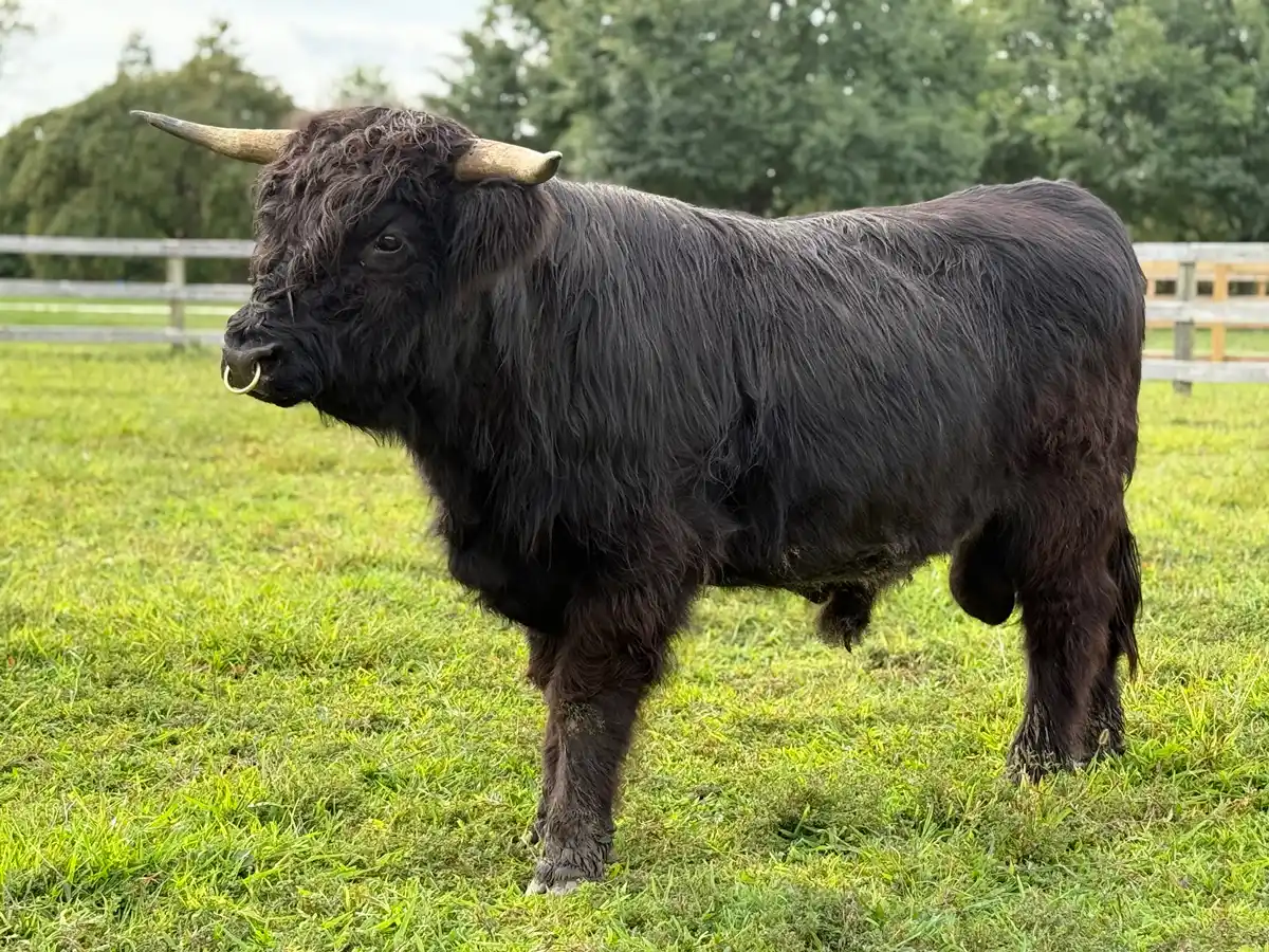 black colored highland cow