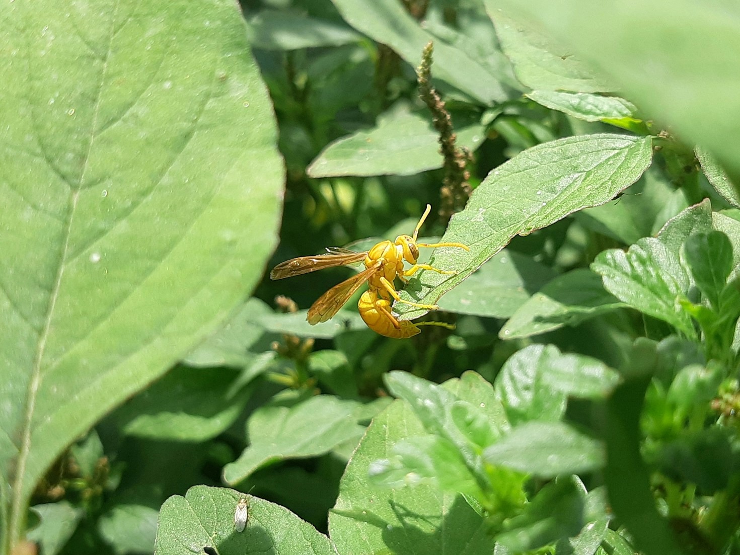 The Importance of Biodiversity in Ecosystems
