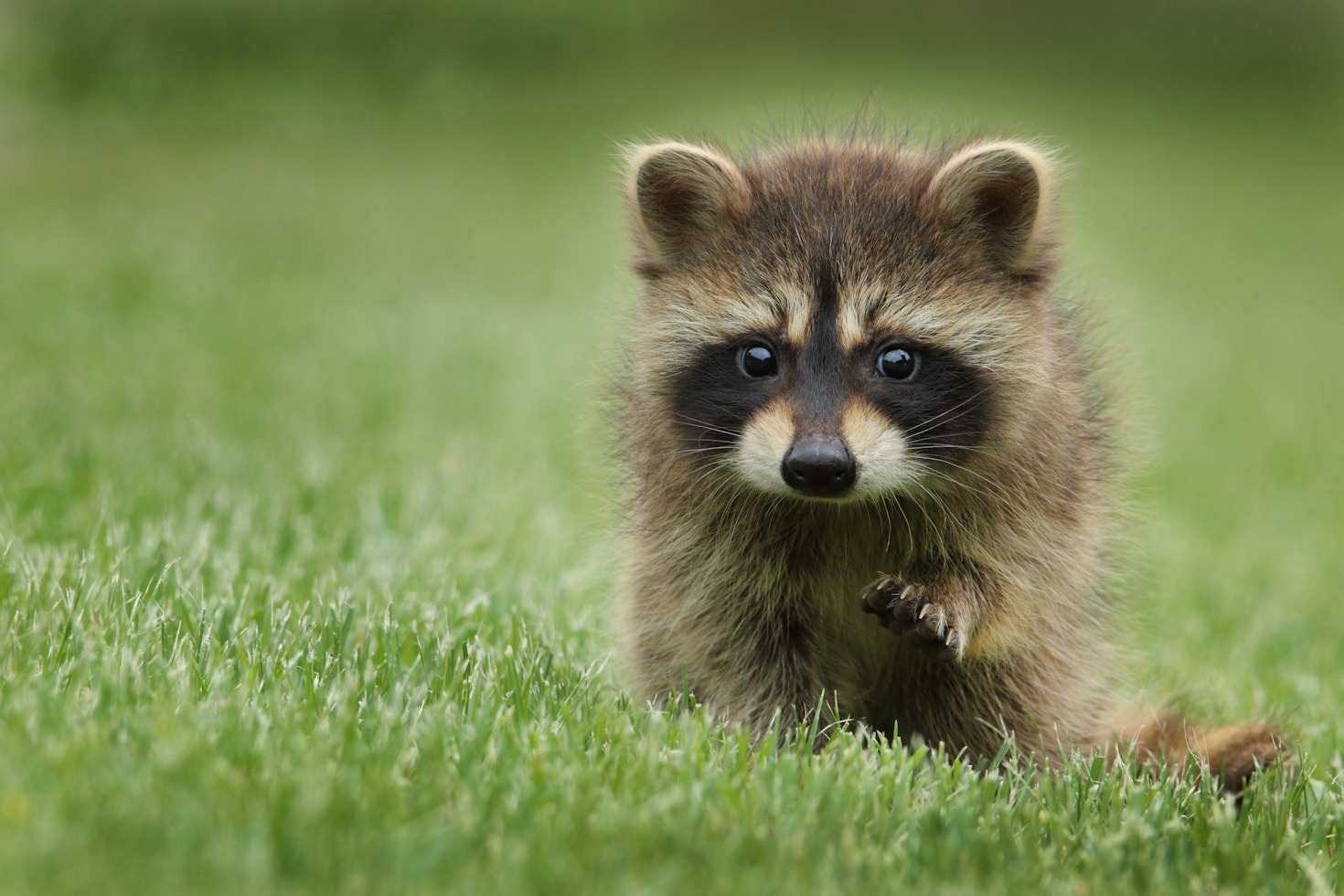 Fascinating Nightlife of Nocturnal Species