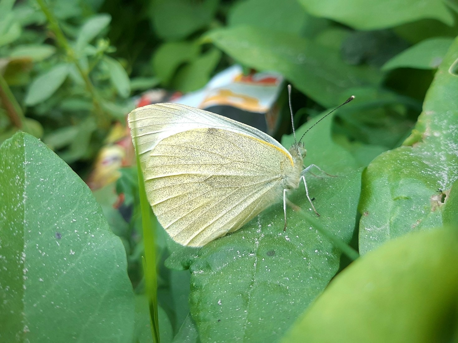 Animal Architects: Creatures That Build Homes