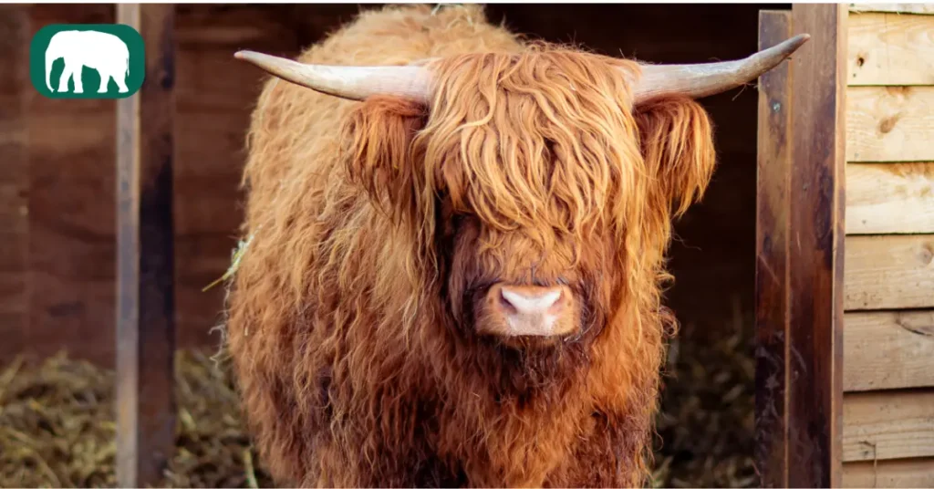10 Stunning Highland Cow Images You Need to See 