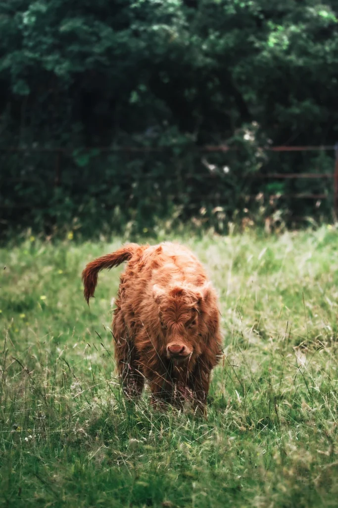 All About Mini Highland Cow