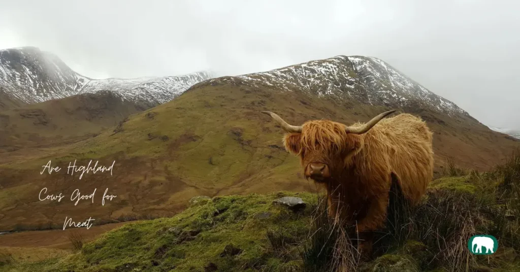 Are Highland Cows Good for Meat
