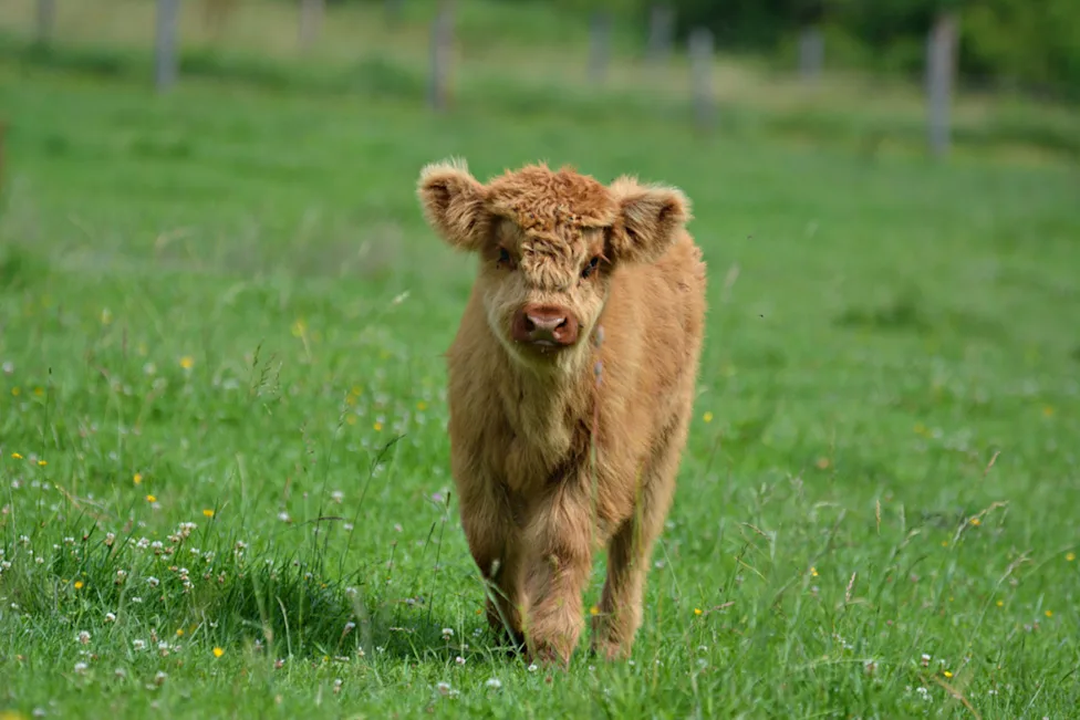 Baby Highland Cow: Cute Size Care Diet and Facts