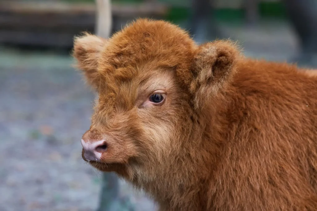 Baby Highland Cow image