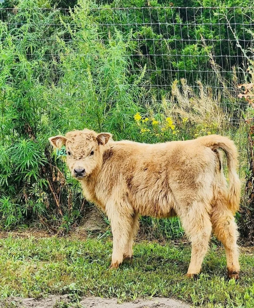 Baby Highland Cow red